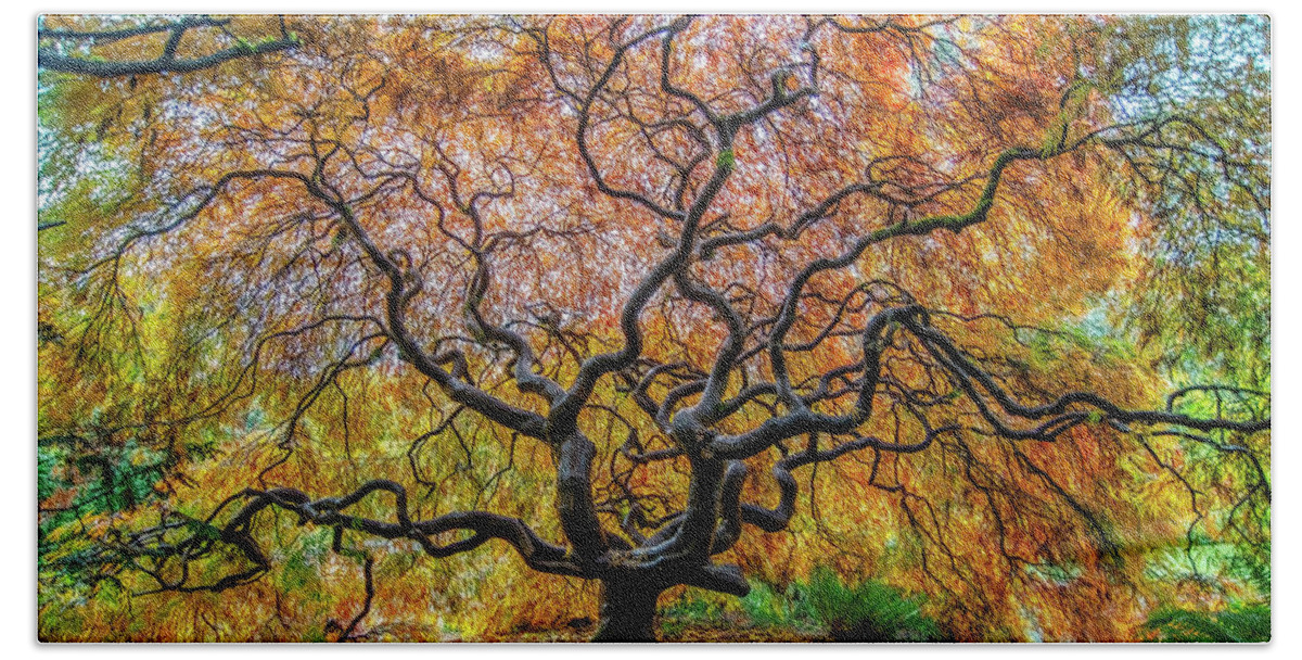 Maple Bath Towel featuring the photograph Sunny Japanese Maple by Jerry Cahill