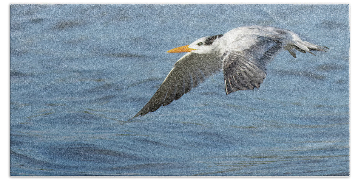 Royal Tern Hand Towel featuring the photograph Super Glide by RD Allen