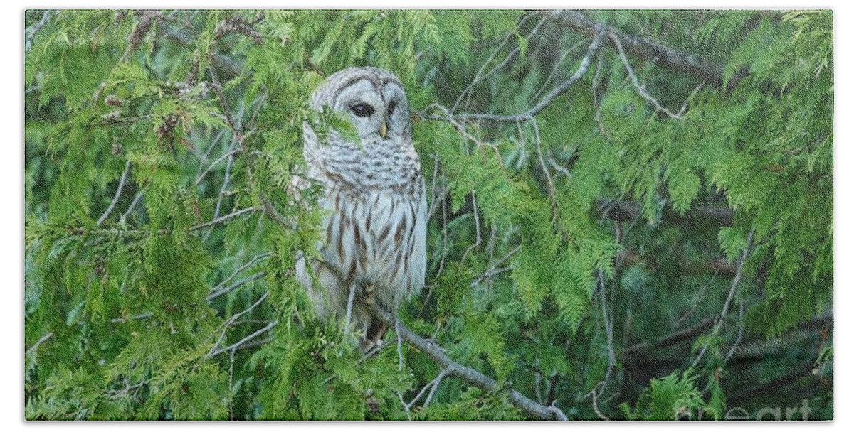 Barred Owl Bath Towel featuring the photograph Surprise Visitor II by Teresa McGill