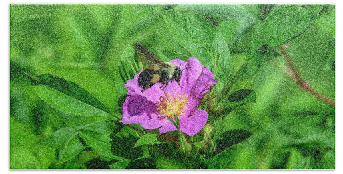Nature Bath Towel featuring the photograph Swamp Rose and Departing Bumble Bee DFL1082 by Gerry Gantt