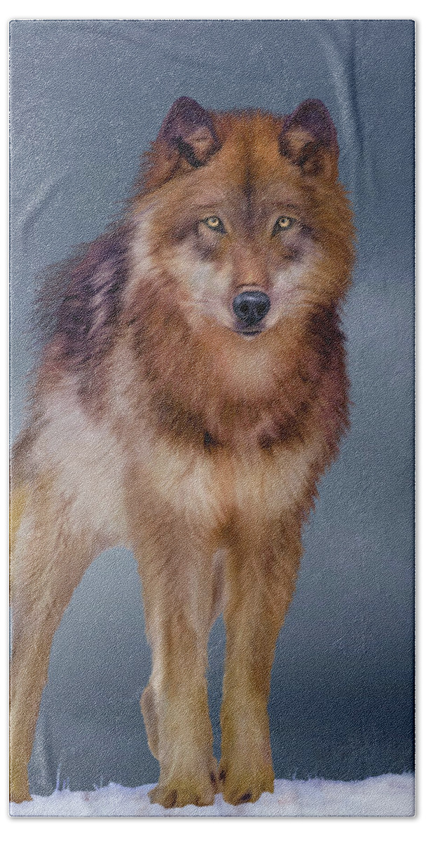 Wolf Bath Towel featuring the painting Face to Face- Wild Wolf by Mark Miller
