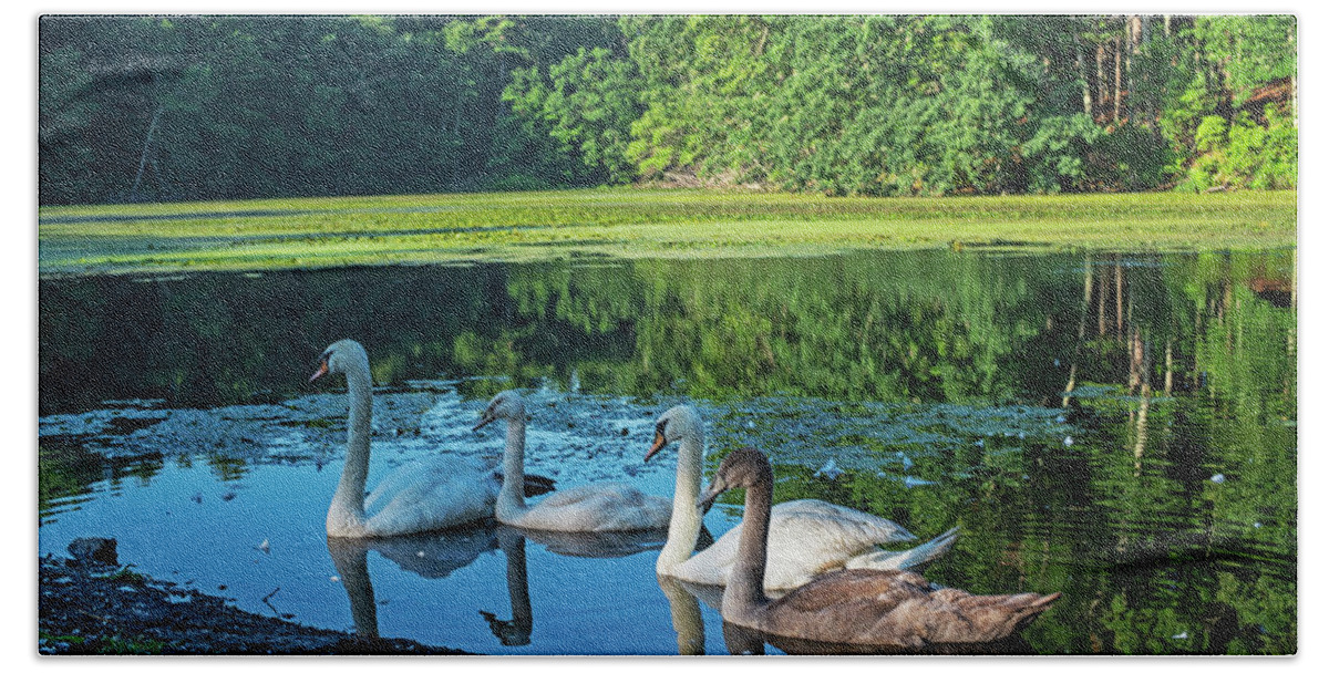 Sudbury Bath Towel featuring the photograph Swans Hanging out in Stearns Millpond Sudbury Massachusetts by Toby McGuire