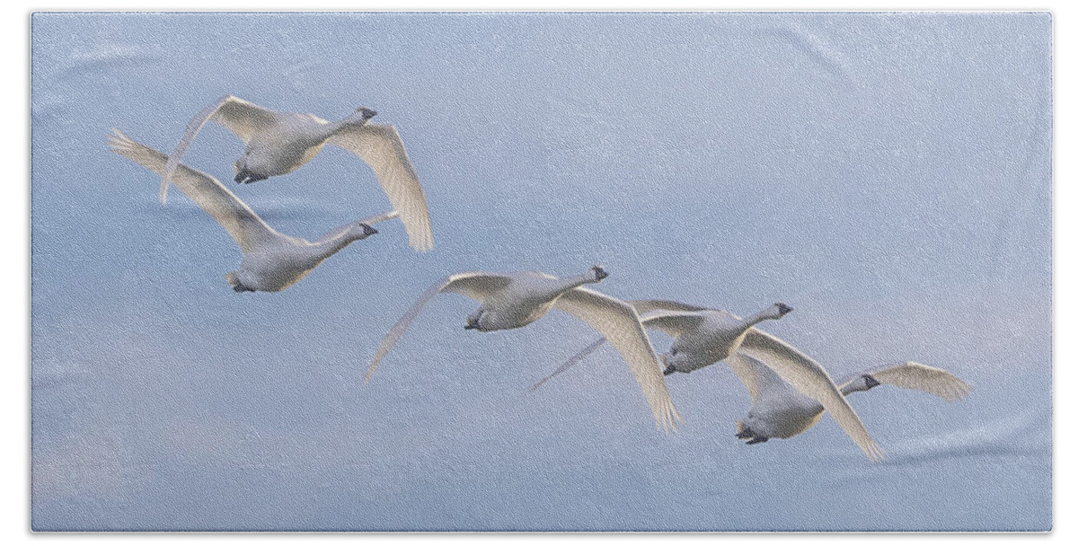 Swan Bath Towel featuring the photograph Swans in Flight 2 by Donna Twiford