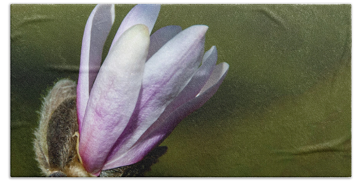 Flower Bath Towel featuring the photograph Sweet Magnolia by Cathy Kovarik