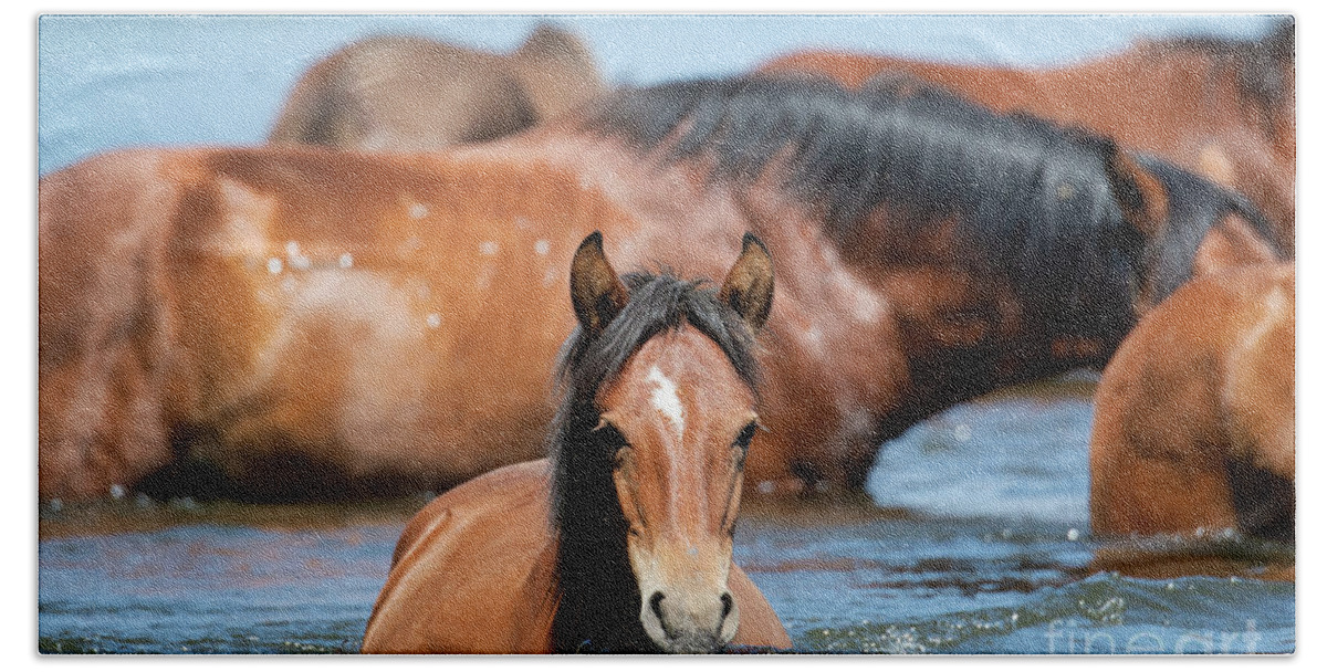 Salt River Wild Horses Hand Towel featuring the photograph Swim Time by Shannon Hastings