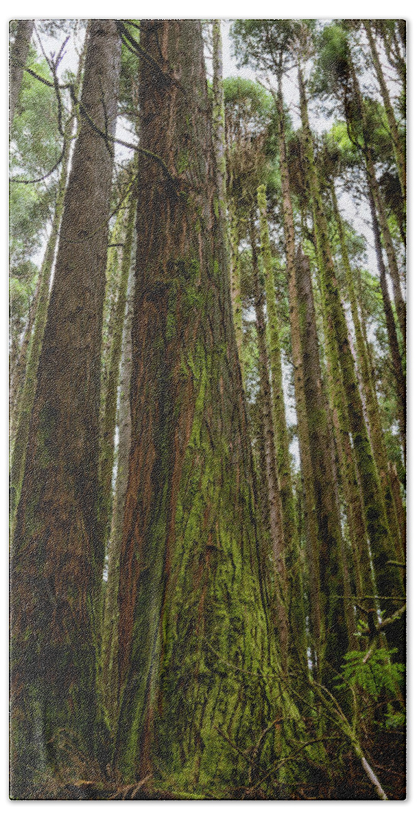 Tall Hand Towel featuring the photograph Tall Mossy Trees by Denise Kopko