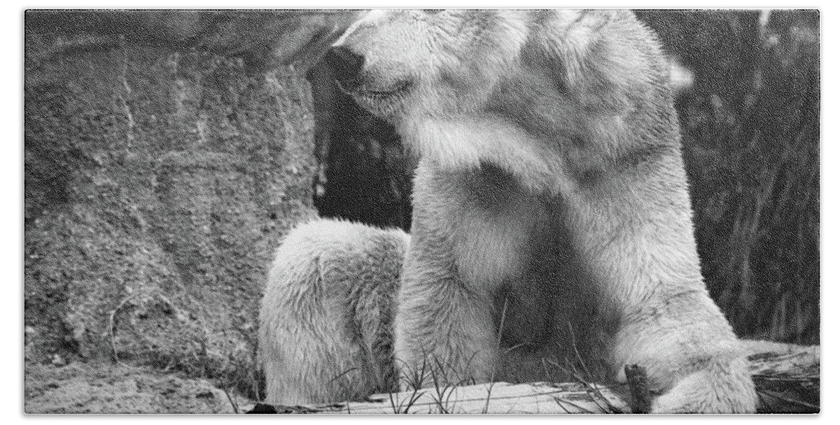 Polar Bear Hand Towel featuring the photograph Tatqiq's Big Stick by American Landscapes