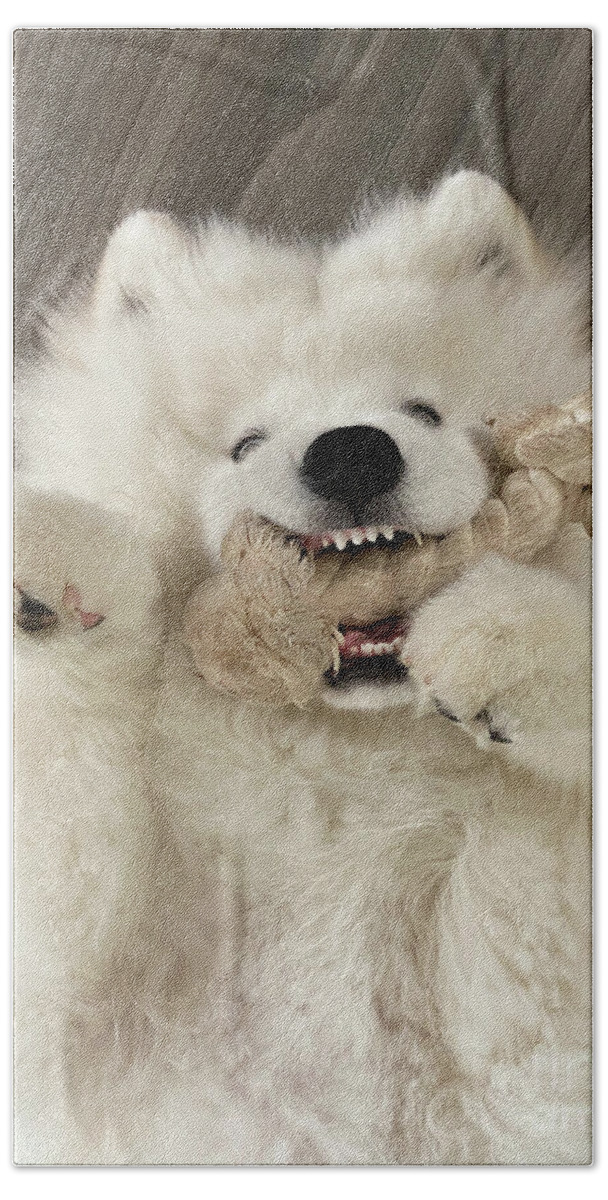 Samoyed Bath Towel featuring the photograph Teething by Lois Bryan