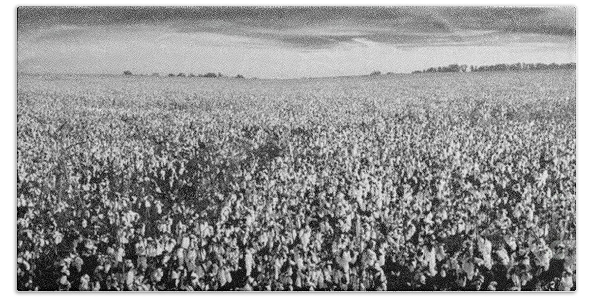 Tennessee Bath Towel featuring the photograph Tennessee Cotton Fields Panorama in Black and White by Ranjay Mitra