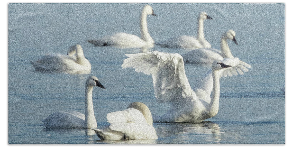 Swan Hand Towel featuring the photograph Territorial Swan by Donna Twiford