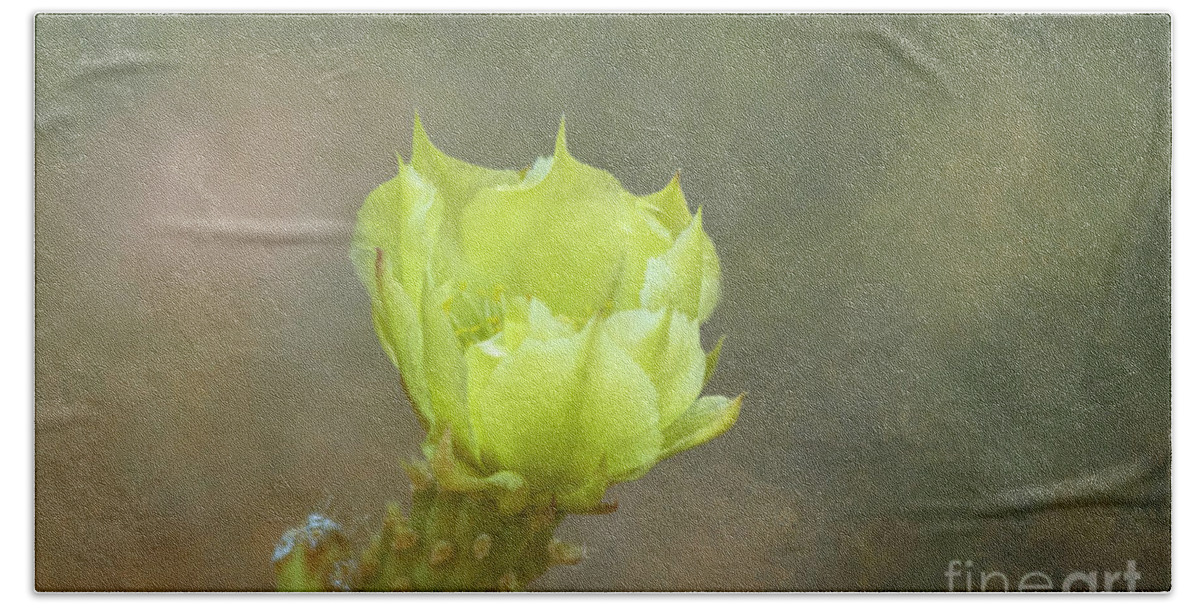 Cholla Flower Hand Towel featuring the photograph Tesajo Cholla Flower by Elisabeth Lucas