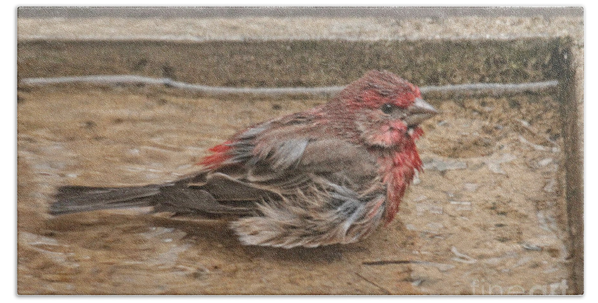 Wildlife Bath Towel featuring the photograph Thank God It Is Shallow by Patricia Youngquist