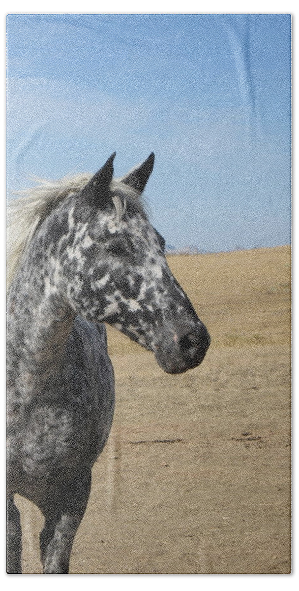 Appaloosa Bath Towel featuring the photograph The Diva by Katie Keenan