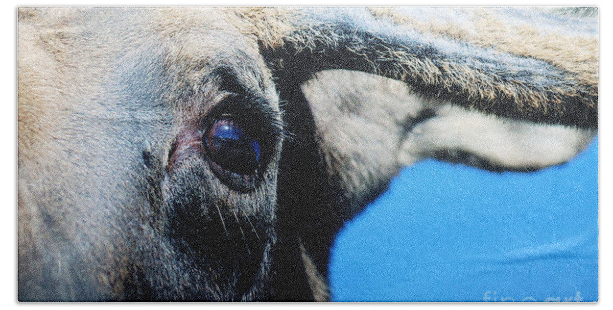 Alaska Hand Towel featuring the photograph The Eye of the Moose by Doug Gist