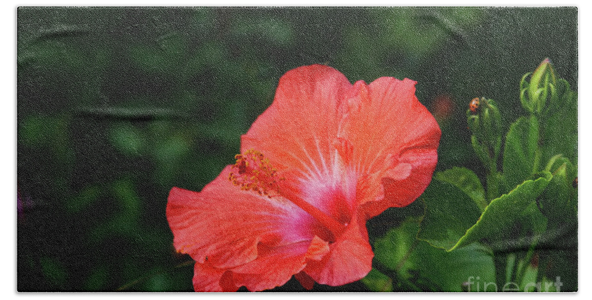 Hibiscus Bath Towel featuring the photograph The Flower and the Lady Bug by Joan Bertucci