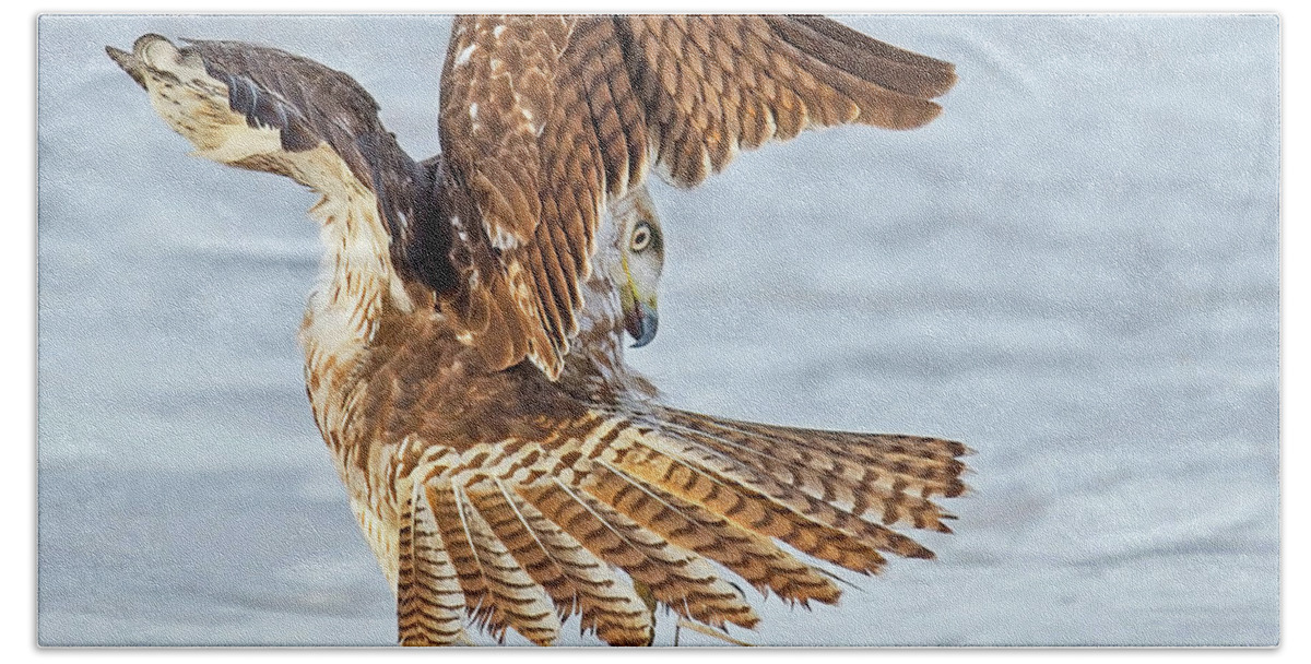 Red-tailed Hawk Hand Towel featuring the photograph The Great Escape by CR Courson