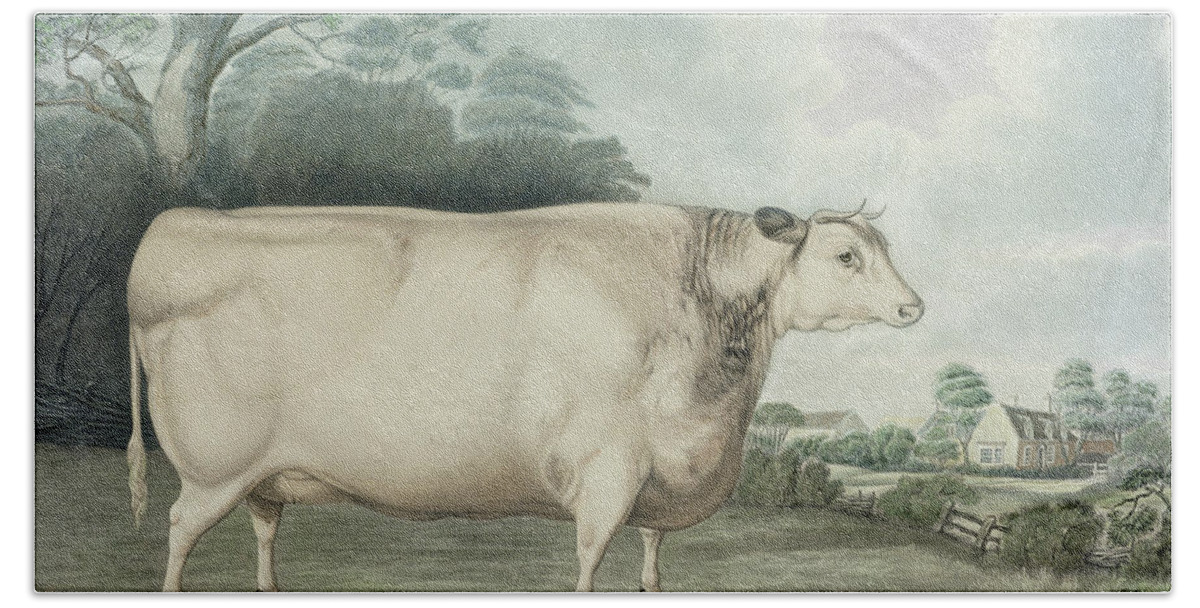 Agriculture Bath Towel featuring the painting The Habertoft Short Horned Prize Cow by B Hubbard