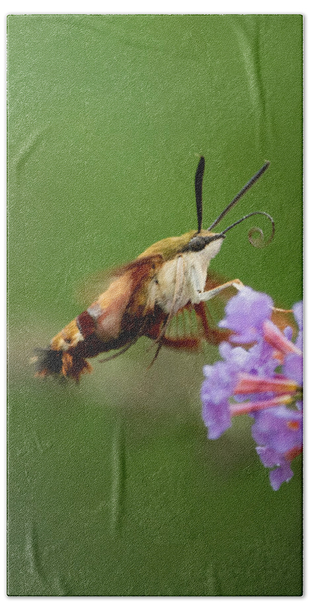 Cool Bath Sheet featuring the photograph The Hummingbird Moth by Linda Bonaccorsi