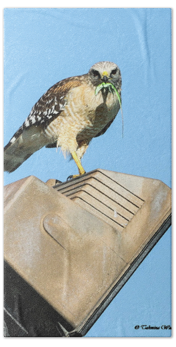 Hawk Hand Towel featuring the photograph The Hungry Hawk by Tahmina Watson
