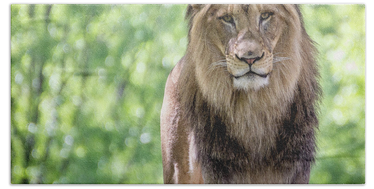 Lion Bath Towel featuring the photograph The king by Robert Miller
