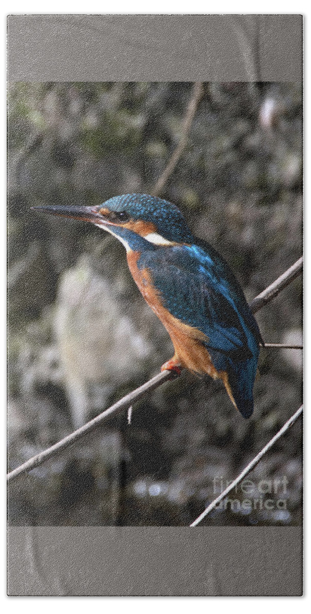 Wildlife Bath Towel featuring the photograph The Kingfisher royalty by Stephen Melia