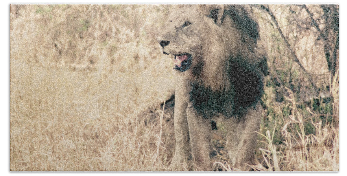Lion Hand Towel featuring the photograph A Lion's Roar - Courage and Strength - African Safari by Bonnie Colgan