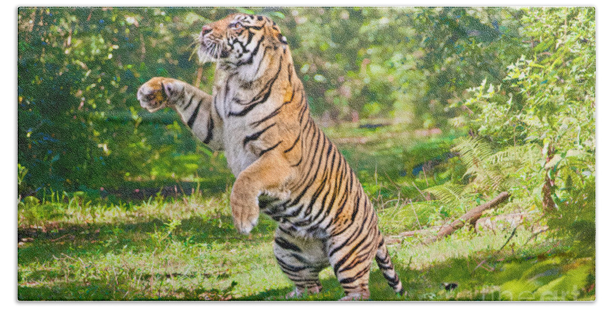 Bengal Tiger Hand Towel featuring the photograph The Lunge by Judy Kay