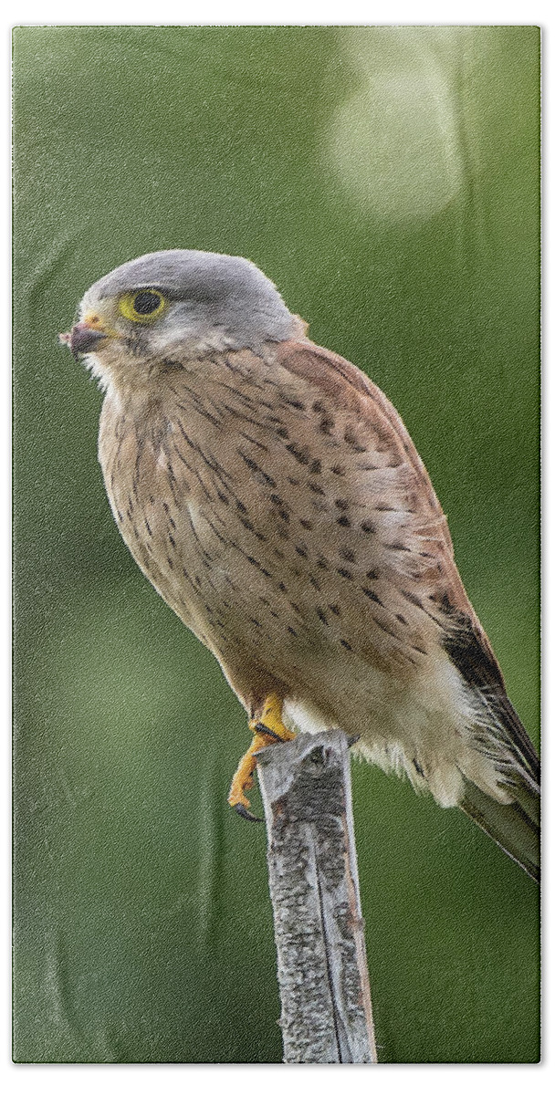 Kestrel Bath Towel featuring the photograph The male Kestrel hunting on top of a round pole by Torbjorn Swenelius