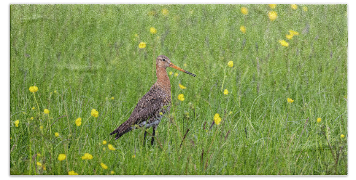 Nature Bath Towel featuring the photograph The Meadow Bird The Godwit by MPhotographer
