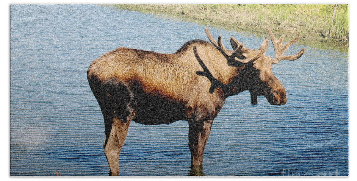 Alaska Bath Towel featuring the photograph The Moose by Doug Gist