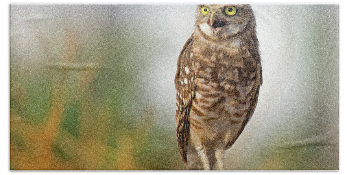 Burrowing Owl Hand Towel featuring the photograph The Morning Call by Sue Cullumber