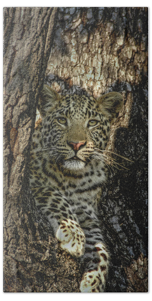 Leopard Hand Towel featuring the photograph The Perch by Linda Villers