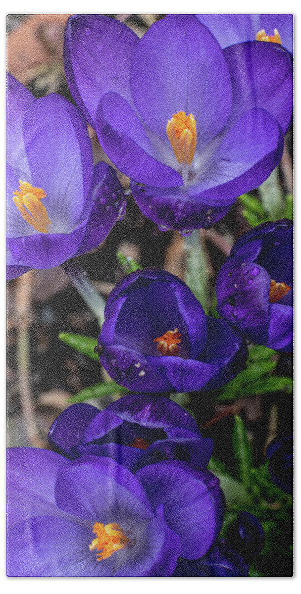 Spring Bath Towel featuring the photograph The Purple in Spring by Kevin Suttlehan
