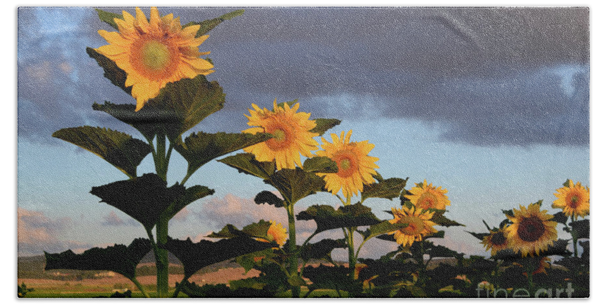 Unflower Bath Towel featuring the photograph The row of sunflowers by Arik Baltinester