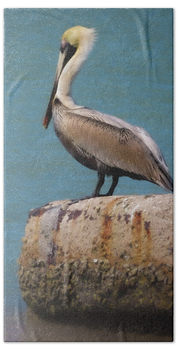 Pelican Hand Towel featuring the photograph The Sentry by Vicky Edgerly