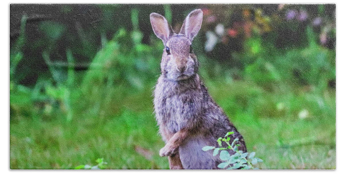 Rabbit Bath Towel featuring the photograph The Startled Bunny by Tahmina Watson
