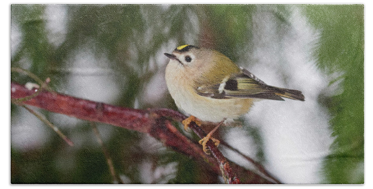 Finland Bath Towel featuring the photograph The tiny king of Winter. Goldcrest by Jouko Lehto