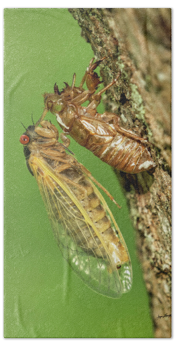 Cicada Bath Towel featuring the photograph They're Back by Jurgen Lorenzen