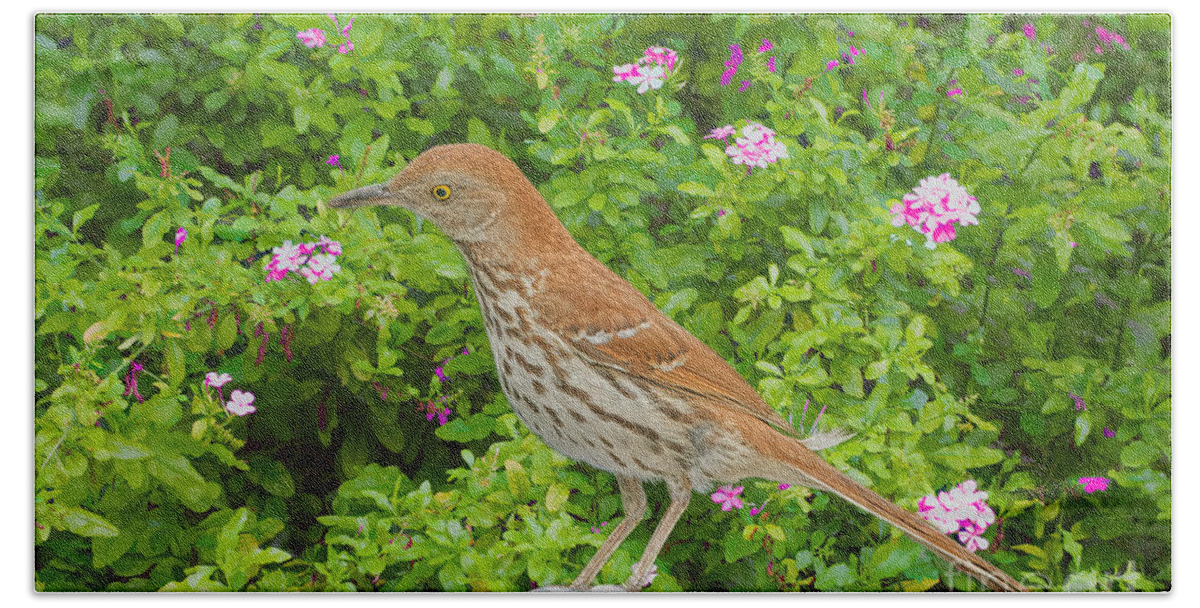  Brown Thrush Hand Towel featuring the photograph Thrasher and Botanicals by Judy Kay