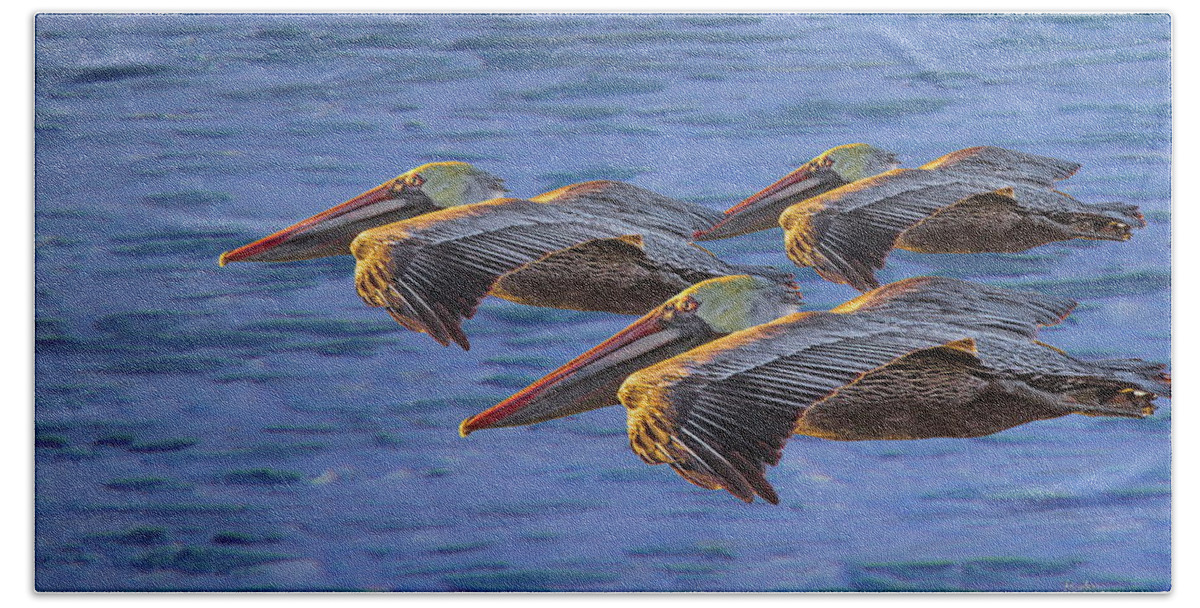 Gliding Bath Towel featuring the photograph Three Brown Pelicans at Sunset by Russ Harris