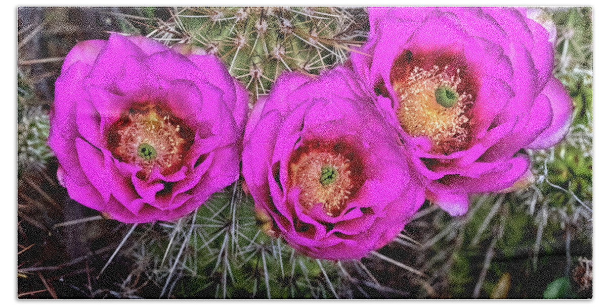 Cactus Bath Towel featuring the photograph Three Cactus Blossoms by Bob Falcone