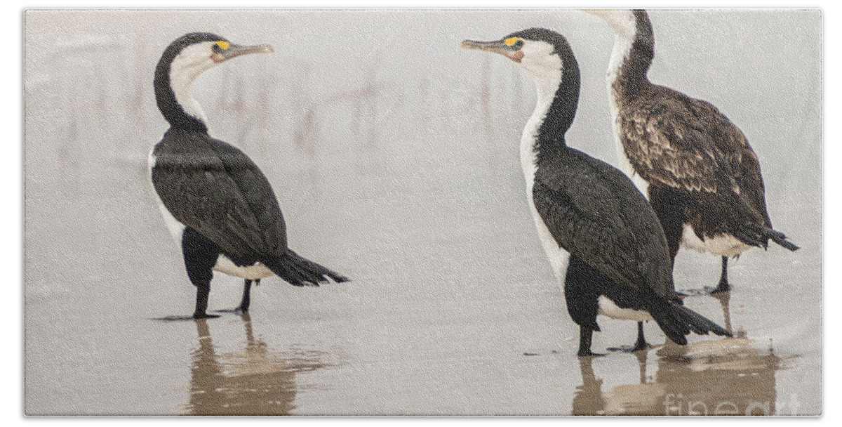 Beach Hand Towel featuring the photograph Three Cormorants by Werner Padarin