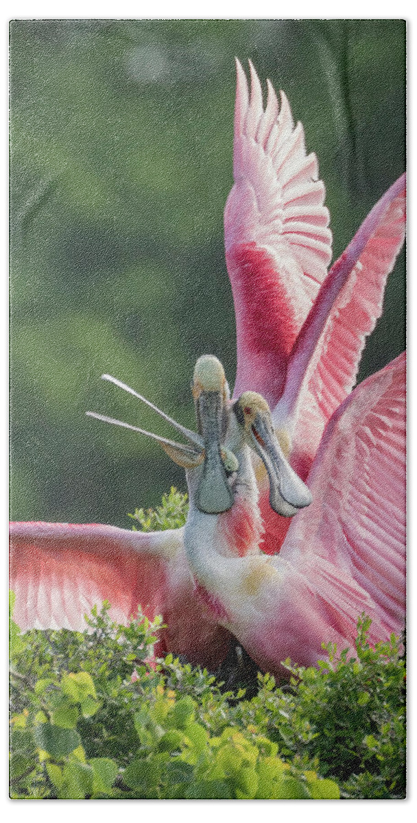 Roseate Spoonbill Bath Towel featuring the photograph Three is Not A Company by Jurgen Lorenzen