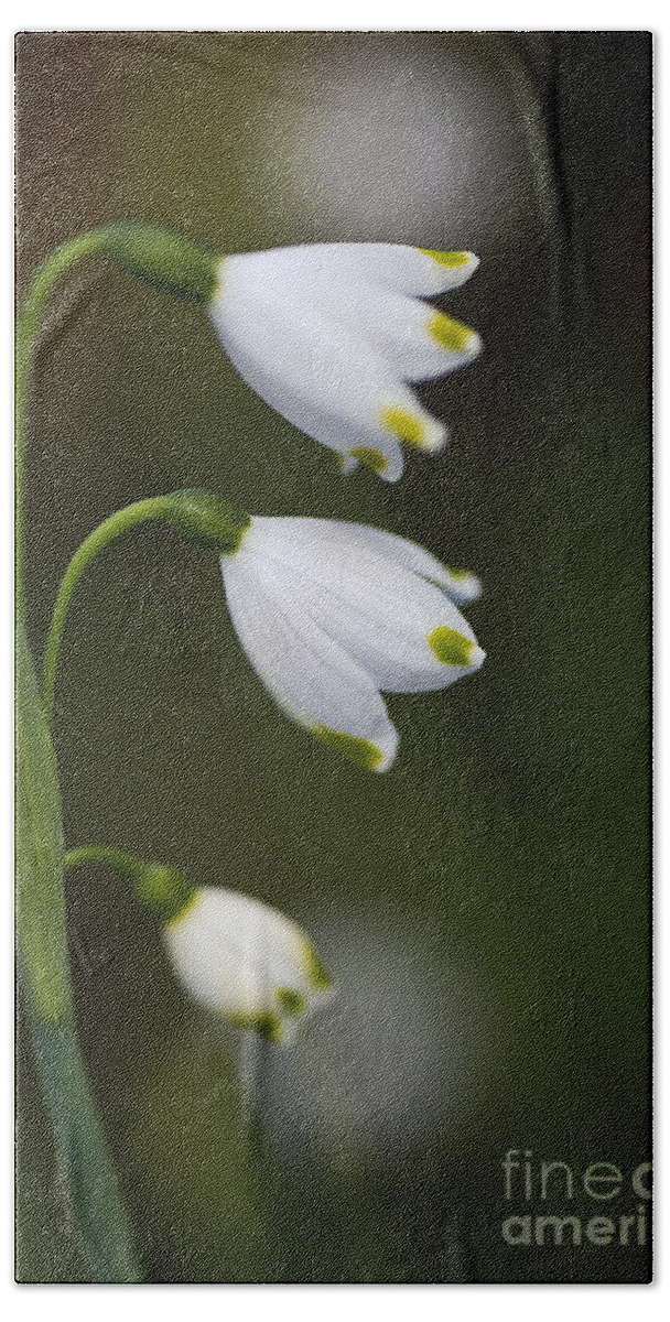 Snowdrop Flowers Hand Towel featuring the photograph Three Snowdrop Flowers by Joy Watson
