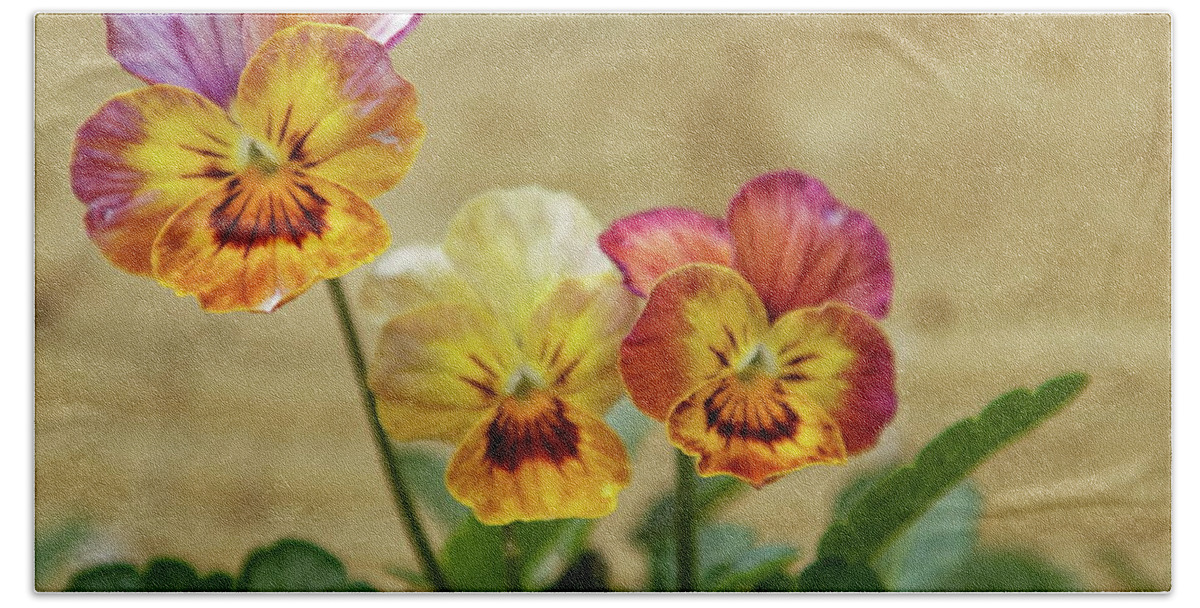 Viola Bath Towel featuring the photograph Three Viola Flowers by Jeff Townsend
