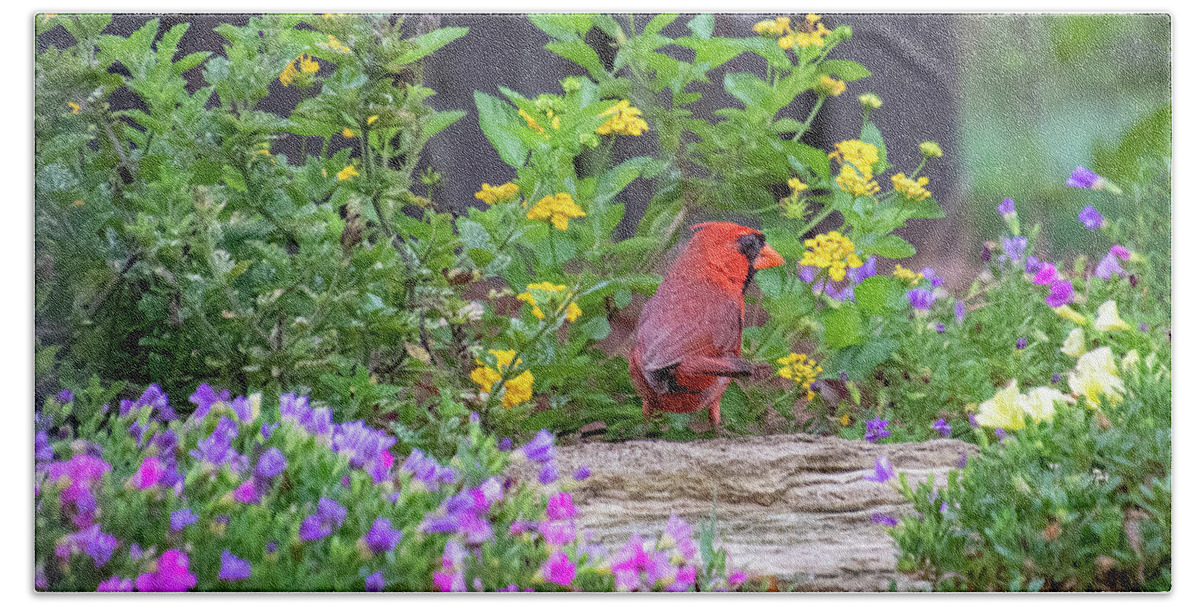 Cardinal Hand Towel featuring the photograph Tip Toe Through the Flowers by Mary Buck