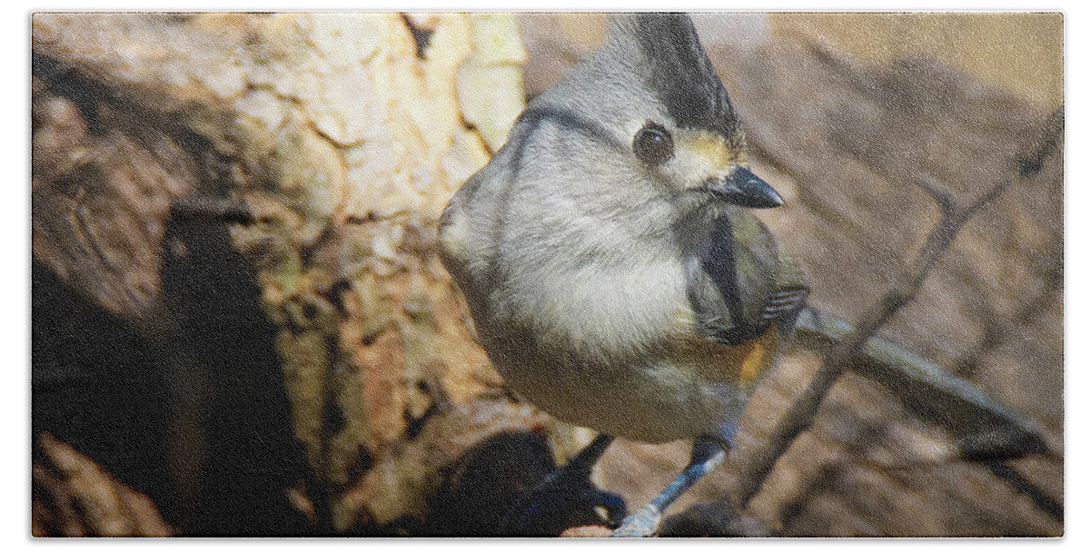 Titmouse Hand Towel featuring the photograph Titmouse Giving the Eye by Pam Rendall