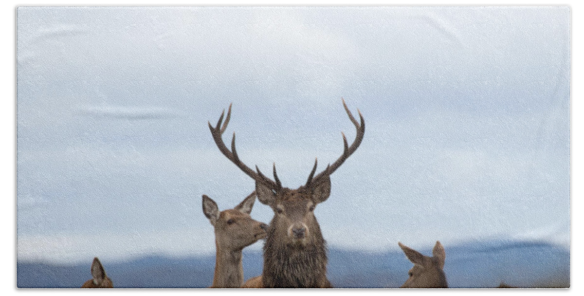 Red Deer Stag Hand Towel featuring the photograph To the Victor, the Spoils by Gavin MacRae
