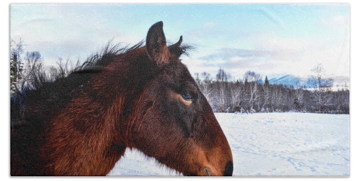 Winter Hand Towel featuring the photograph Today is the Day by Listen To Your Horse