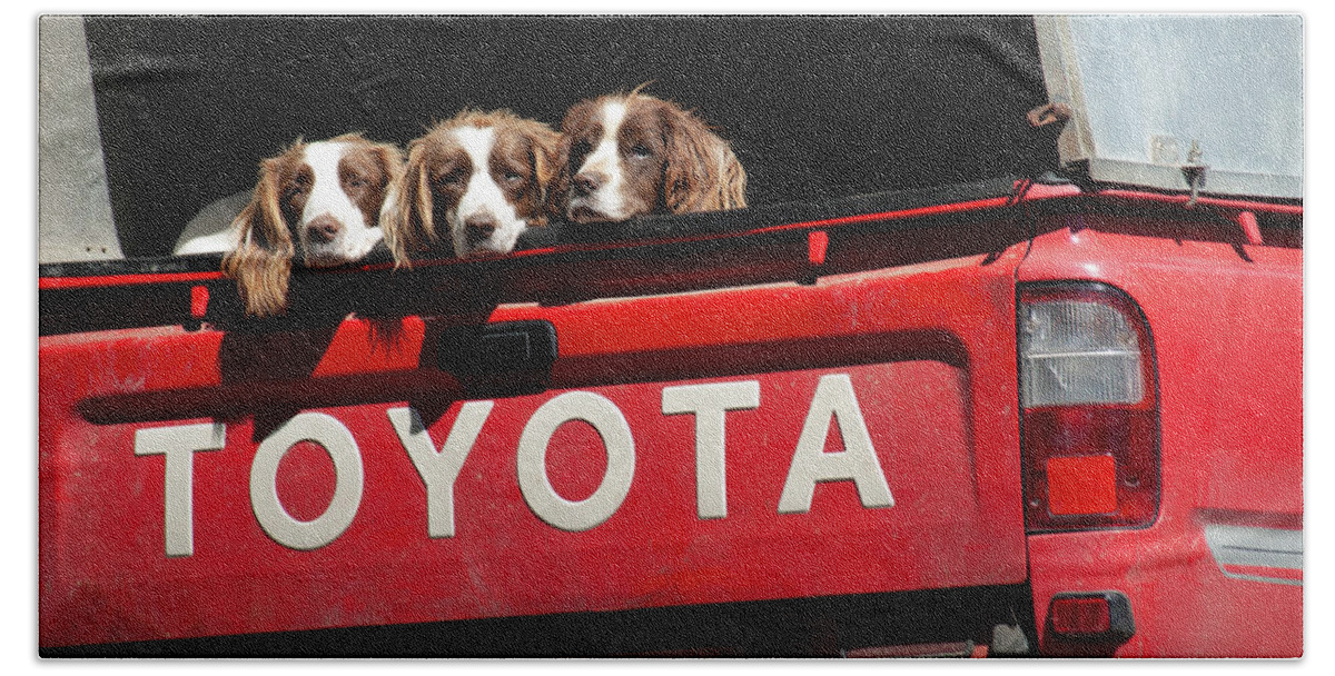 Dog Bath Towel featuring the photograph Toyota triplets by Robert Douglas
